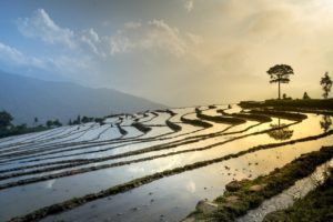 rice field, nature, landscape-3490060.jpg