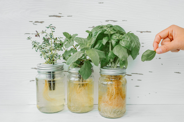 Herbs are an excellent first step to homegrown vegetables. You can choose your favourite aroma and start with a single pot.