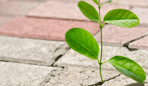 A small plant growing in the crack of a street brick