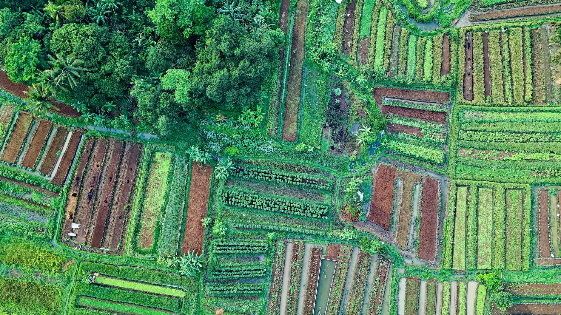 top view photo of cropland