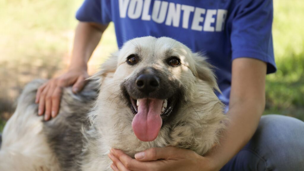 Individual volunteer at animal shelter