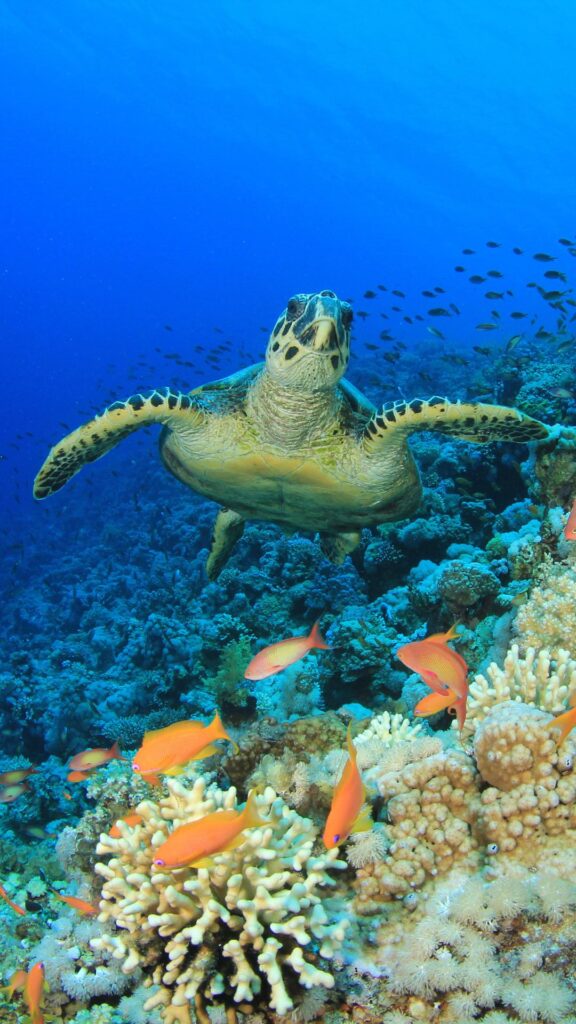 biodiversity - coral reef